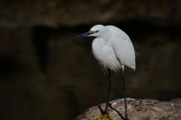 GARCETA COM&Uacute;N