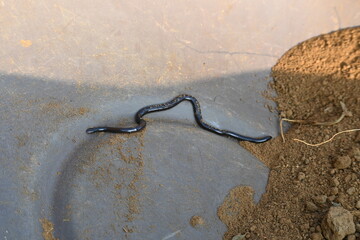 Indotyphlops braminus snake. Its common name brahminy blind snake and blind worm snake. It is a non venomous blind snake species, found mostly in Africa and Asia. Its fossorial or  burrowing reptile.
