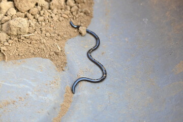Indotyphlops braminus snake. Its common name brahminy blind snake and blind worm snake. It is a non venomous blind snake species, found mostly in Africa and Asia. Its fossorial or  burrowing reptile.
