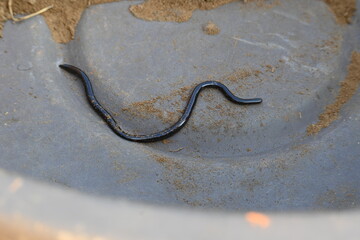 Indotyphlops braminus snake. Its common name brahminy blind snake and blind worm snake. It is a...