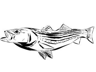 A modern comic like outline of a Striped Bass