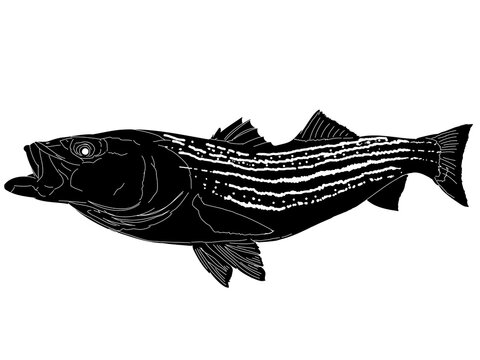 A Striper Fish silhouette with white outline