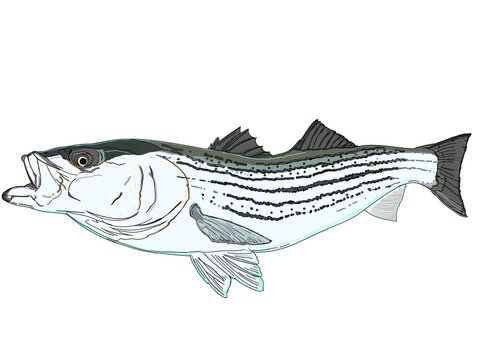 A full color Striper fish or Striped Bass in action