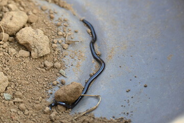 Indotyphlops braminus snake. Its common name brahminy blind snake and blind worm snake. It is a non venomous blind snake species, found mostly in Africa and Asia. Its fossorial or  burrowing reptile.
