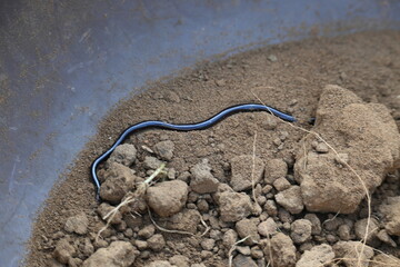 Indotyphlops braminus snake. Its common name brahminy blind snake and blind worm snake. It is a non venomous blind snake species, found mostly in Africa and Asia. Its fossorial or  burrowing reptile.
