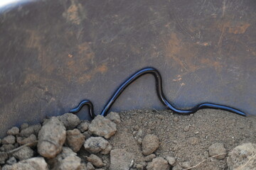 Indotyphlops braminus snake. Its common name brahminy blind snake and blind worm snake. It is a non venomous blind snake species, found mostly in Africa and Asia. Its fossorial or  burrowing reptile.
