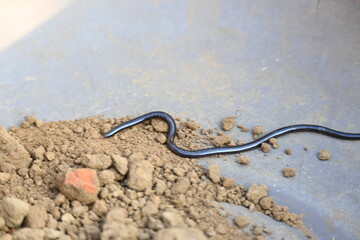 Indotyphlops braminus snake. Its common name brahminy blind snake and blind worm snake. It is a non venomous blind snake species, found mostly in Africa and Asia. Its fossorial or  burrowing reptile.
