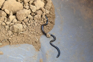 Indotyphlops braminus snake. Its common name brahminy blind snake and blind worm snake. It is a non venomous blind snake species, found mostly in Africa and Asia. Its fossorial or  burrowing reptile.

