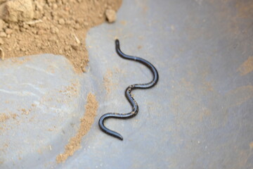 Indotyphlops braminus snake. Its common name brahminy blind snake and blind worm snake. It is a...