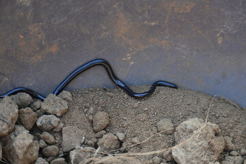 Indotyphlops braminus snake. Its common name brahminy blind snake and blind worm snake. It is a non venomous blind snake species, found mostly in Africa and Asia. Its fossorial or  burrowing reptile.
