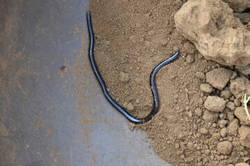 Indotyphlops braminus snake. Its common name brahminy blind snake and blind worm snake. It is a non venomous blind snake species, found mostly in Africa and Asia. Its fossorial or  burrowing reptile.
