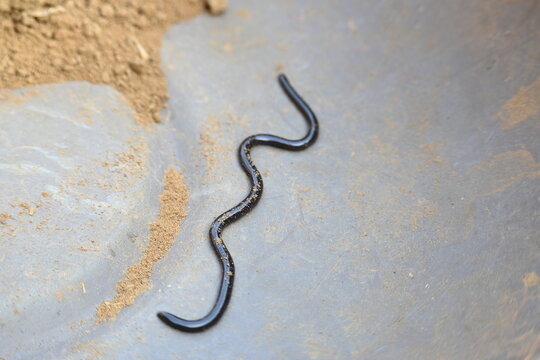 Indotyphlops braminus snake. Its common name brahminy blind snake&nbsp;and blind worm snake. It is a non venomous&nbsp;blind snake&nbsp;species, found mostly in Africa and Asia. Its fossorial or  burrowing reptile.
