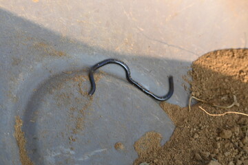 Indotyphlops braminus snake. Its common name brahminy blind snake and blind worm snake. It is a...
