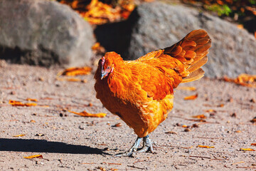 Orange chicken stands on ground with scattered autumn leaves, its feathers illuminated by sunlight. Large rocks in the background provide a natural outdoor farm setting