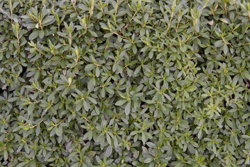 緑の庭木・植栽・生垣