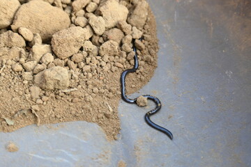 Indotyphlops braminus snake. Its common name brahminy blind snake and blind worm snake. It is a non venomous blind snake species, found mostly in Africa and Asia. Its fossorial or  burrowing reptile.
