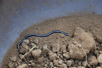 Indotyphlops braminus snake. Its common name brahminy blind snake and blind worm snake. It is a non venomous blind snake species, found mostly in Africa and Asia. Its fossorial or  burrowing reptile.
