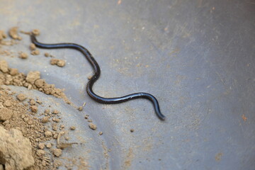 Indotyphlops braminus snake. Its common name brahminy blind snake and blind worm snake. It is a non venomous blind snake species, found mostly in Africa and Asia. Its fossorial or  burrowing reptile.
