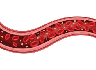 Red blood cells in the vein vector illustration perfect for biology medical health science education or anatomical study themed creative artwork