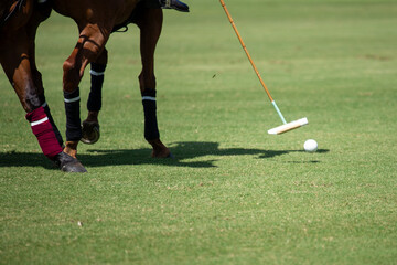 polo horse with a polo mallet and ball on a polo field during a match