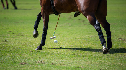polo horse with a polo mallet and ball on a polo field during a match