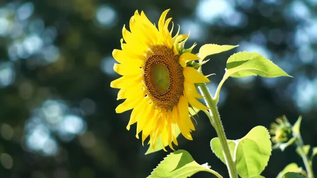 Single sunflower in bloom, side view against a blurred bokeh background, can be used for wallpaper