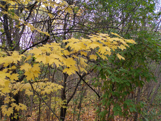 Colorful maple leaves on tree branch