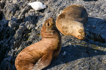 Lobos o leones marinos jóvenes jugando sobre las rocas. Vida silvestre y salvaje en el mar..