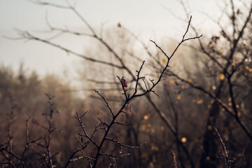 Bare Tree Branches with a Single Red Leaf in Autumnal Atmosphere during Fall Season
