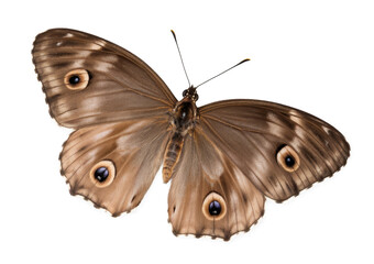 brown butterfly isolated on white background.