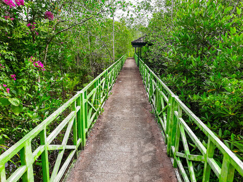 Green pedestrian bridge at Apar Mangrove Park in Pariaman, West Sumatra, Indonesia
