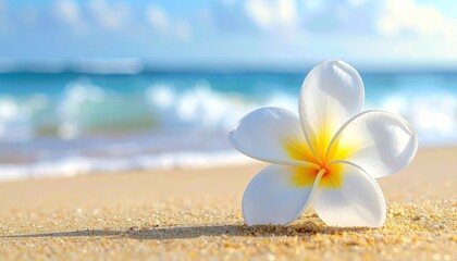White Frangipani Flower Resting on a Sandy Beach with Ocean Waves in the Background on a Sunny Day