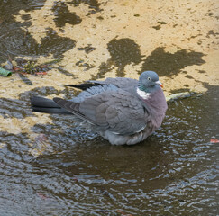 Wood pigeon bathing with ruffled feathers Columba palumbus