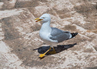 Yellow legged gull walking on sunny rooftop larus michahellis