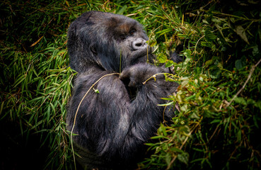 Silver-back eastern gorilla or gorilla beringei in Volcanoes National Park among a bamboo bush eating in Rwanda. © Brian Scantlebury
