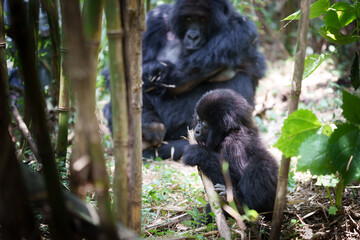Eastern gorilla or Gorilla beringei young chewing on bamboo why mother in bokeh behind watches on in Volcanoes National Park Rwanda.