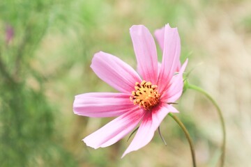 Obraz premium Close-Up of Pink Petaled Flower with Yellow Center