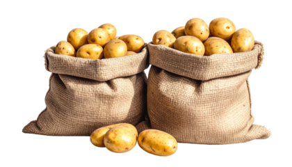 Business meeting and presentation with colleagues