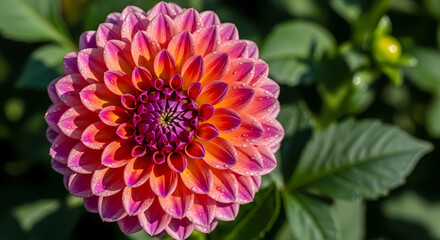 Obraz premium Close-up of a stunning dahlia flower in full bloom, showcasing vibrant pink, orange, and purple petals with delicate water droplets, embodying natural beauty