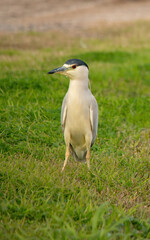 Black-crowned night heron 