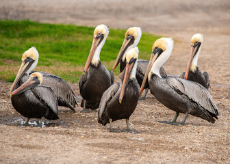 Brown Pelicans by the water's edge