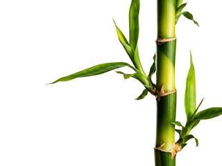 Obraz premium Close-up of a fresh green bamboo stalk with new leaves and shoots, standing tall against a pristine white background, symbolizing growth, tranquility, and natural beauty