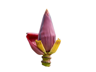 Exotic Banana Blossom Purple Bud Isolated on White, A Natural Culinary Delicacy