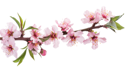 Peach Blossoms branch isolate on transparency background