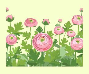 An extensive field of beautiful blooming pink ranunculus plants against a pale green, soft pastel background