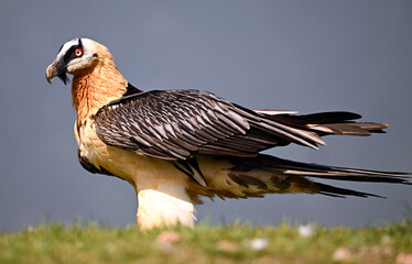 a powerful bearded vulture in spain