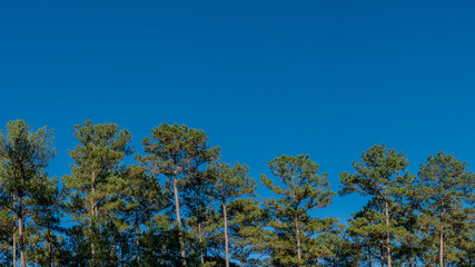 Tall pine trees stand against a clear, deep blue sky, creating a serene and peaceful atmosphere. The minimalist approach highlights the natural beauty of the trees and sky.