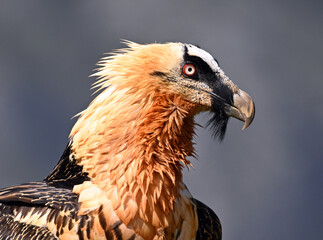 a bearded vulture in the mountain