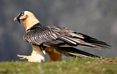 a bearded vulture in the mountain