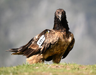 a majestic bearded vulture in spain